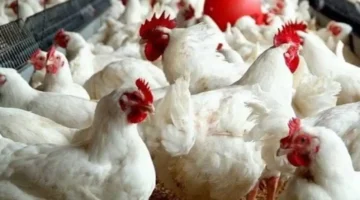 تذبذب سعر الفراخ البيضاء في مصر يوم الخميس 6 نوفمبر 2025 وتأثيره على المستهلكين